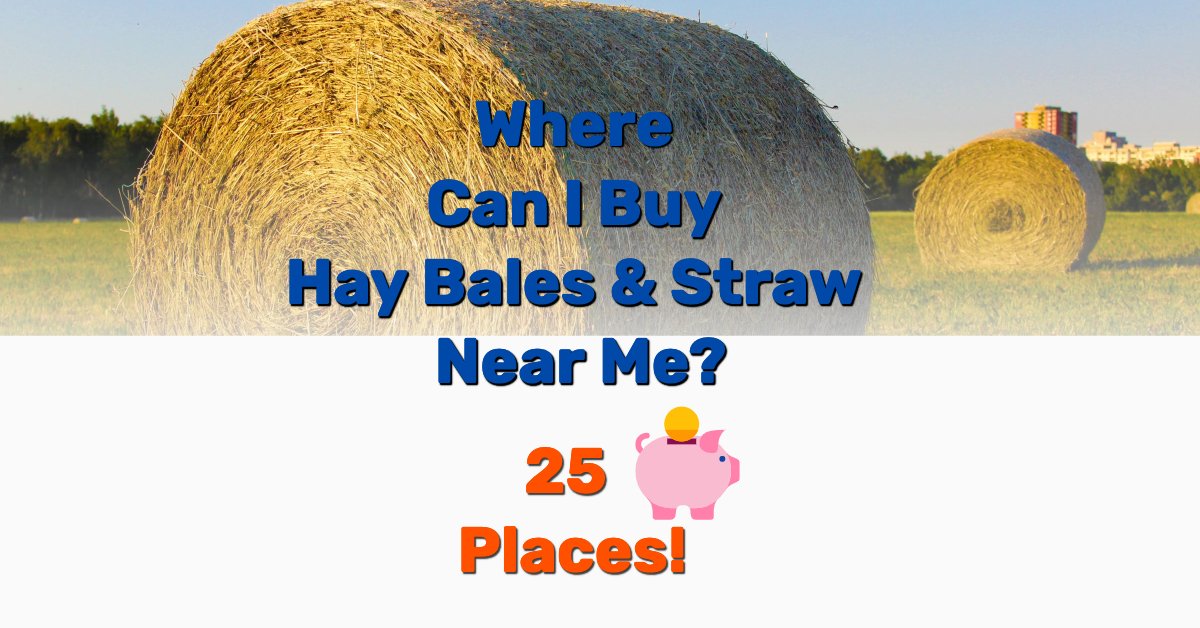 Buy hay bales straw near me - Frugal Reality