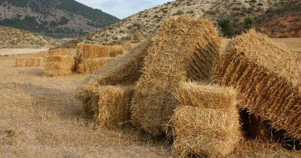 pea straw for sale near me