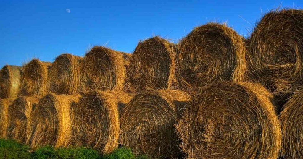 bales of hay in circular