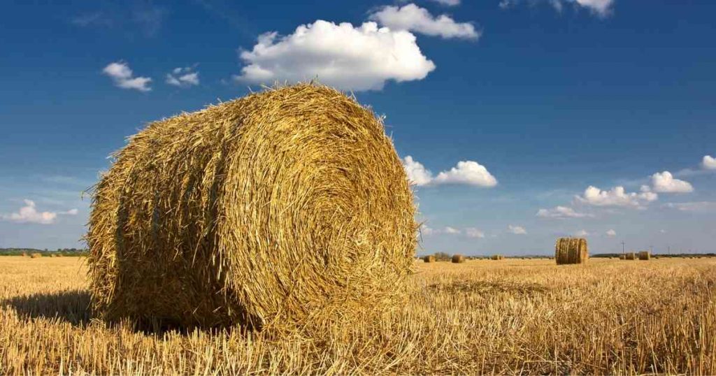 bales of straw